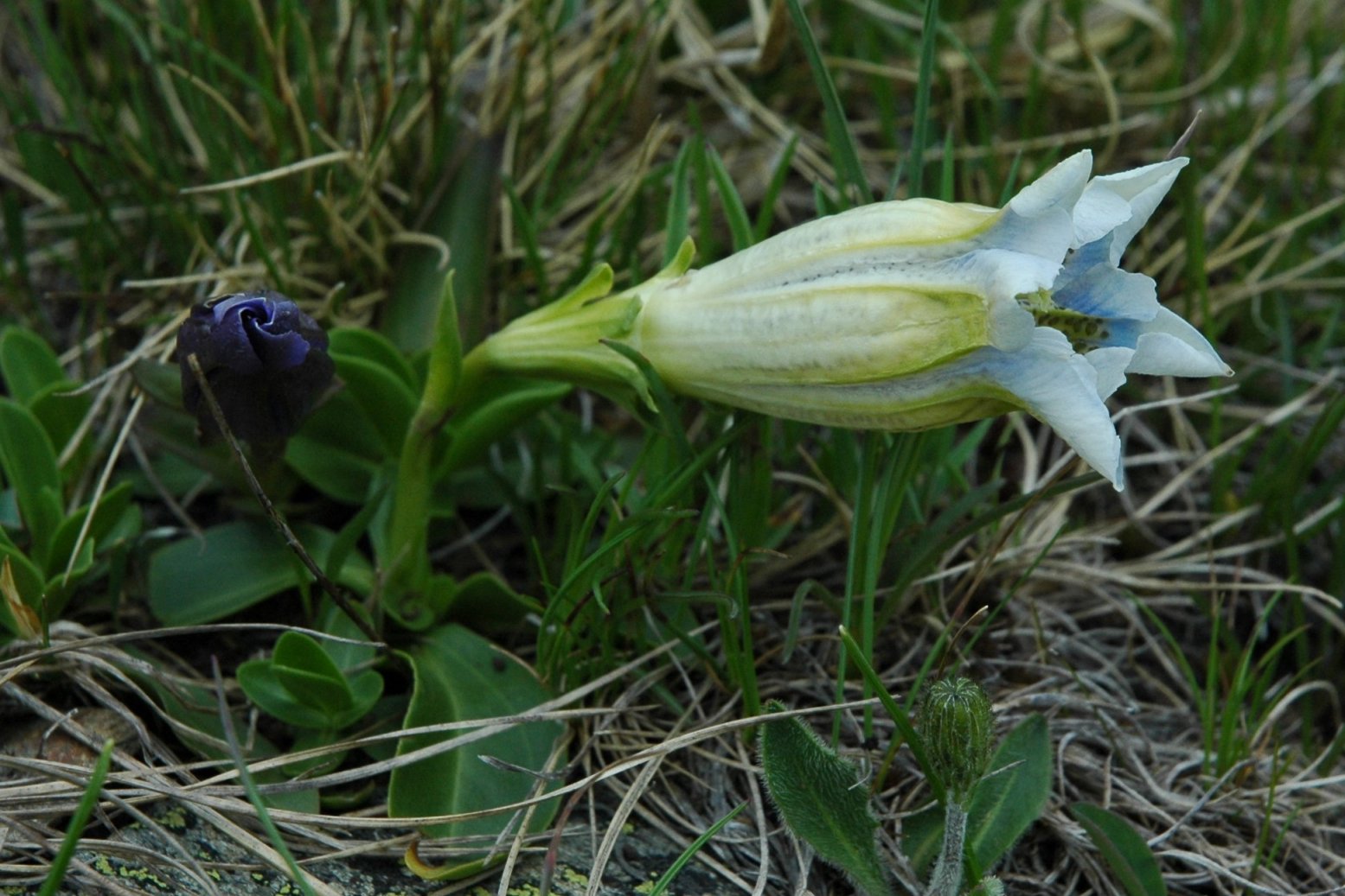 Gentiana acaulis (di colore chiaro)